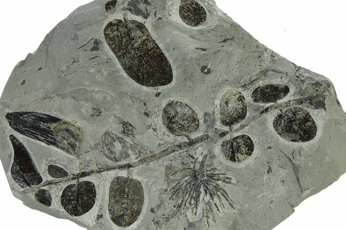 Carboniferous Fossil Fern and Horsetail Plate - Two Species #338449